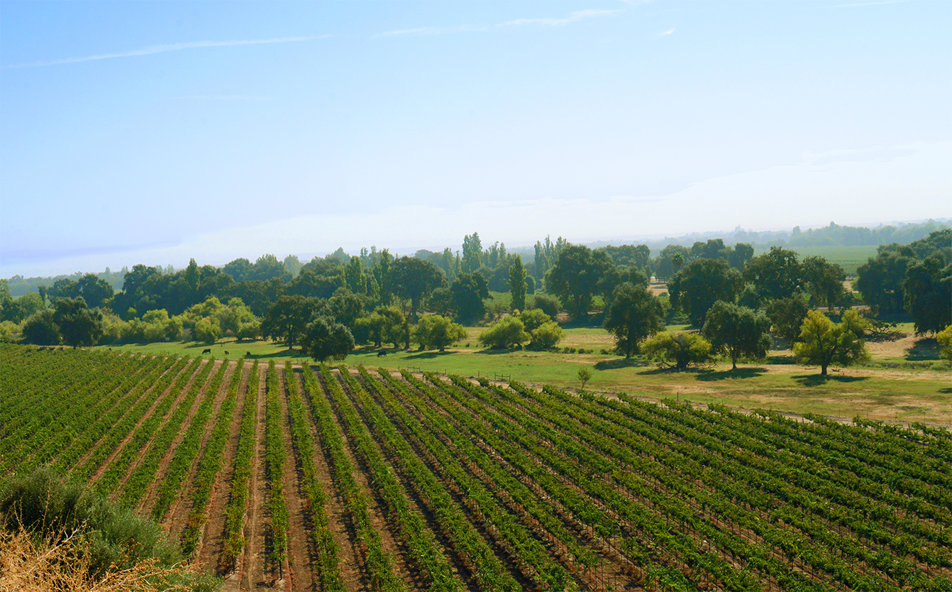 Kalifornia – kraina winem płynąca. Poznaj czwarty największy region winiarski na świecie